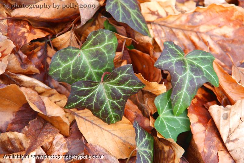 Leaf On Leaf