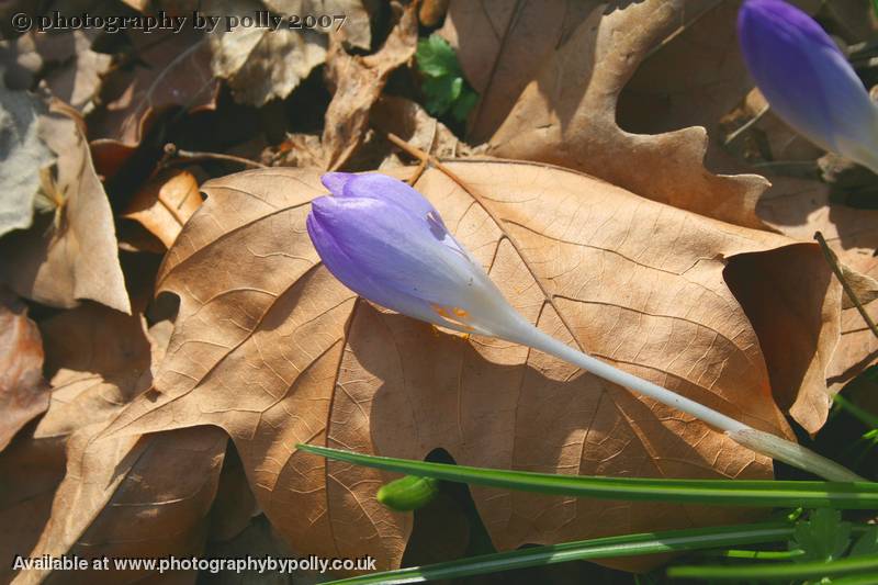 Leaf Pillow