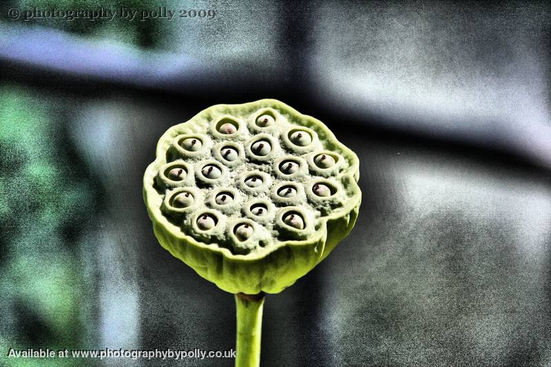 Lotus Seed