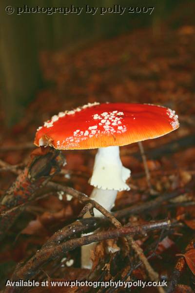 Lurking Agaric