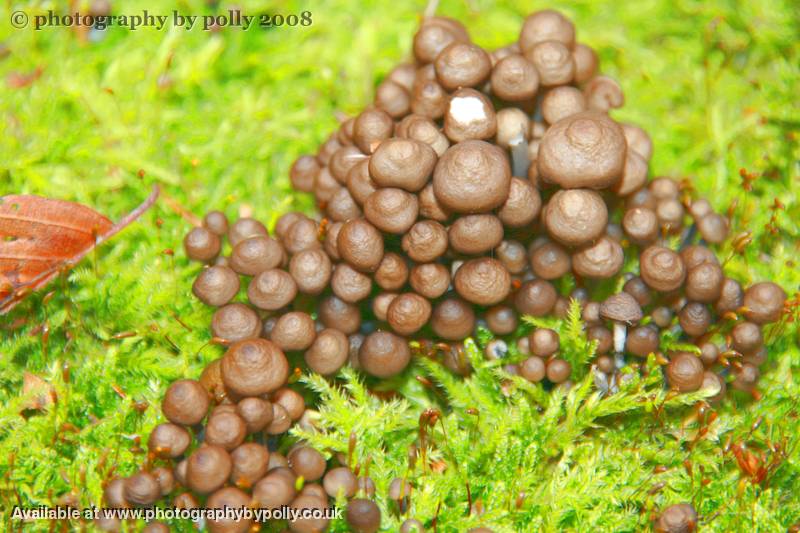 Mini Mushies