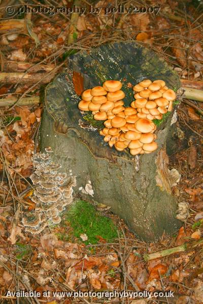 Mixed Mushrooms