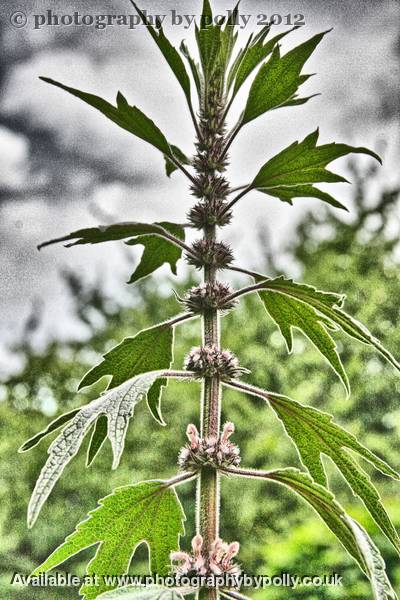 Motherwort