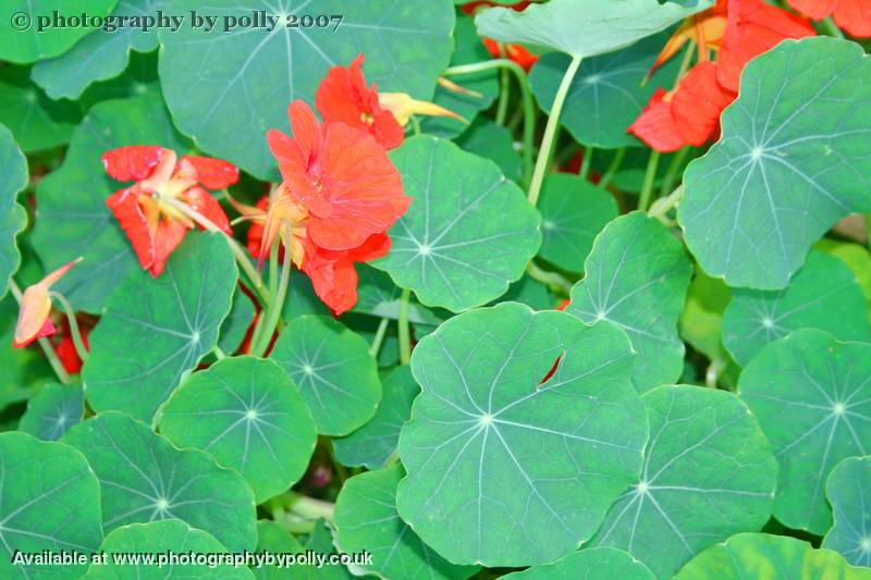 Nasturtium Patch