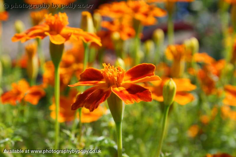 Orange Lady