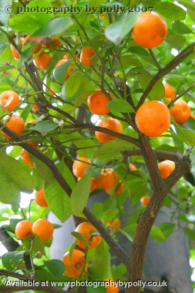Orange Tree