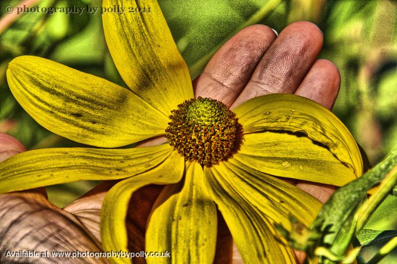 Palm Flower