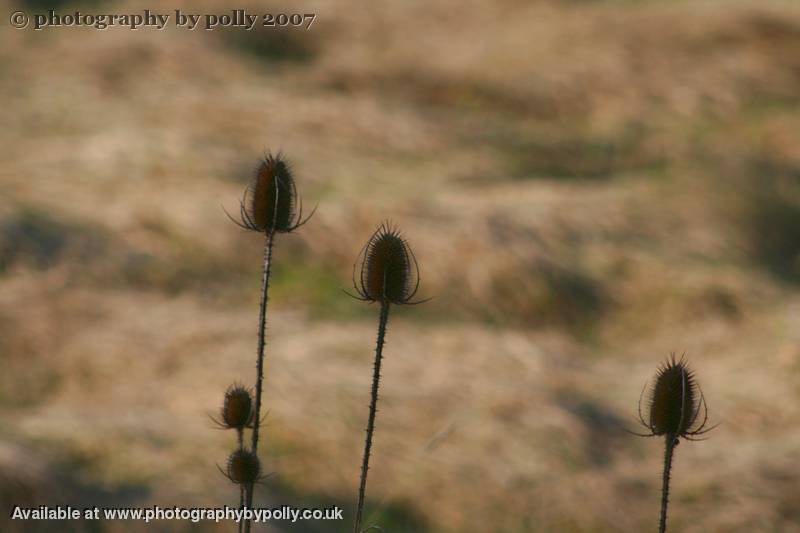 Past Bristle