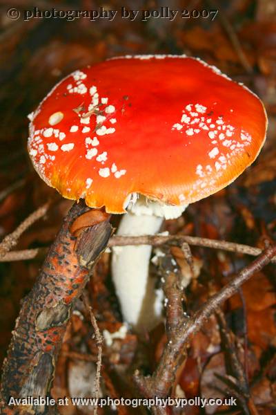 Pedestool Agaric