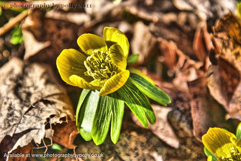 Pollen Cups