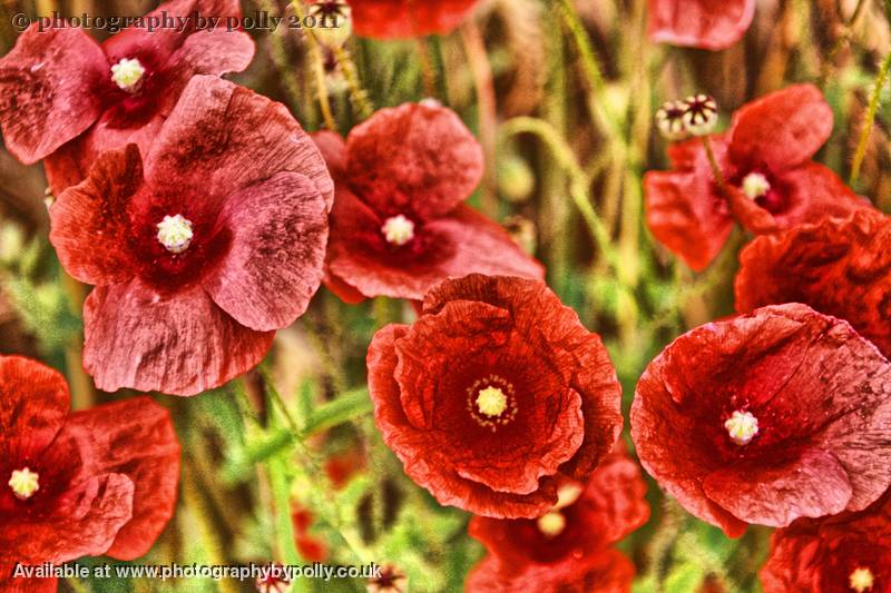 Poppies