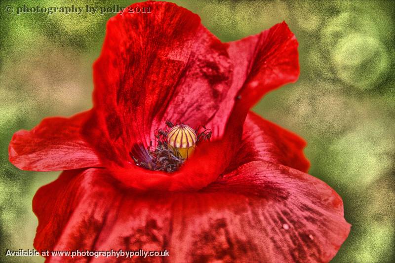 Poppy Papaver