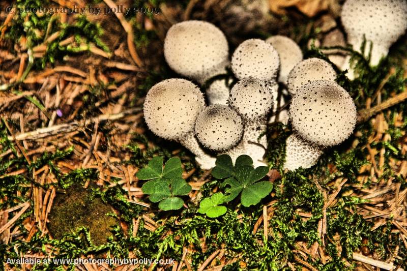 Puffballs