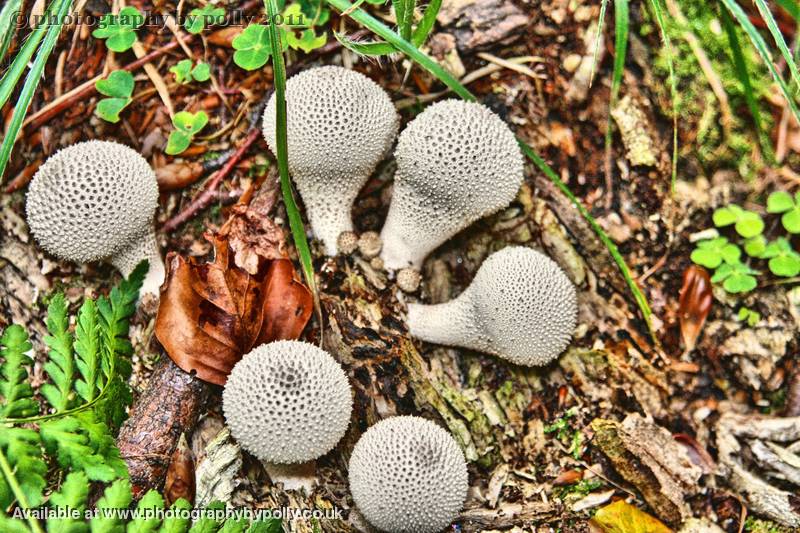 Puffballs 2