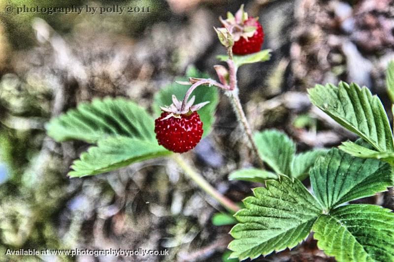 Really Wild Strawberries