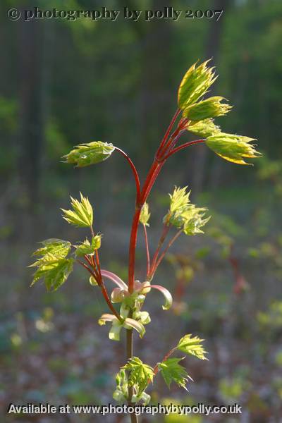 Rhubarb Ruse