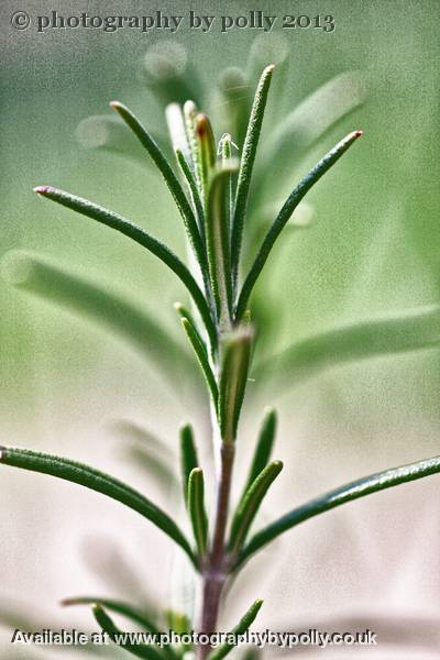 Rosemary