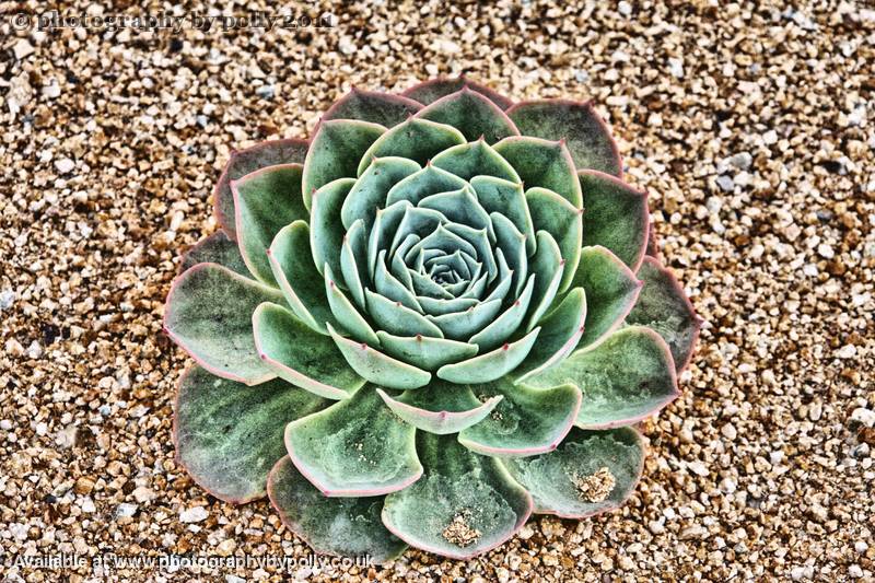 Sand Dweller