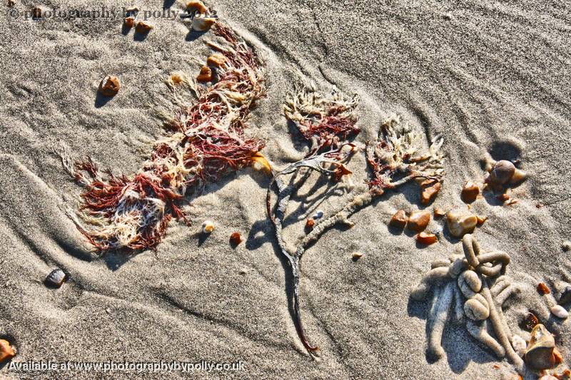 Seaweed Tree