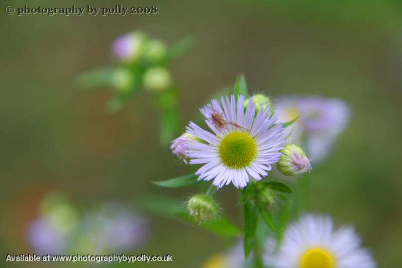 Spiders Fleabane