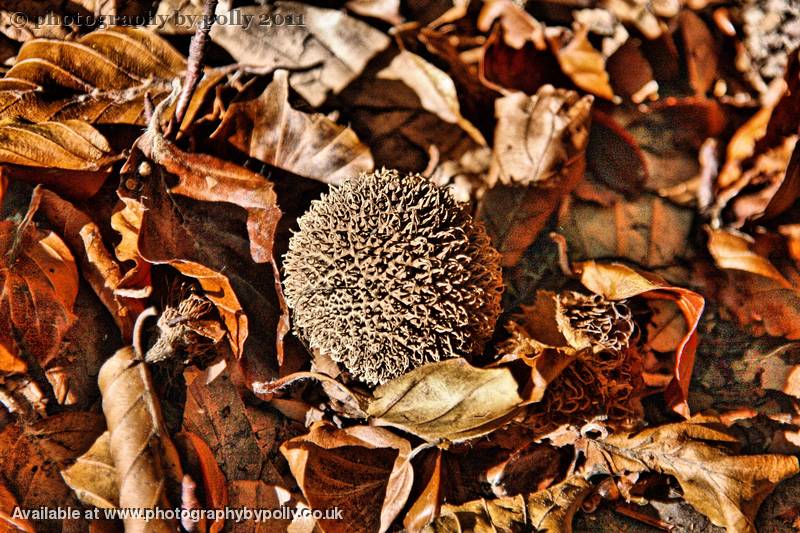 Spikey Puffball