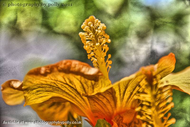 Stamen