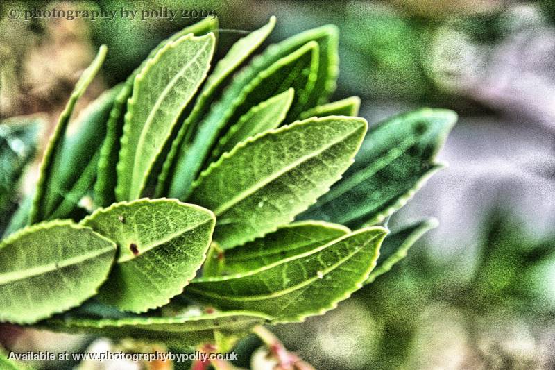 Strawberry Tree Leaf