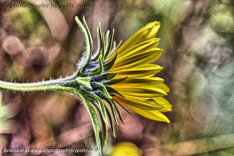 Sunchoke Flower