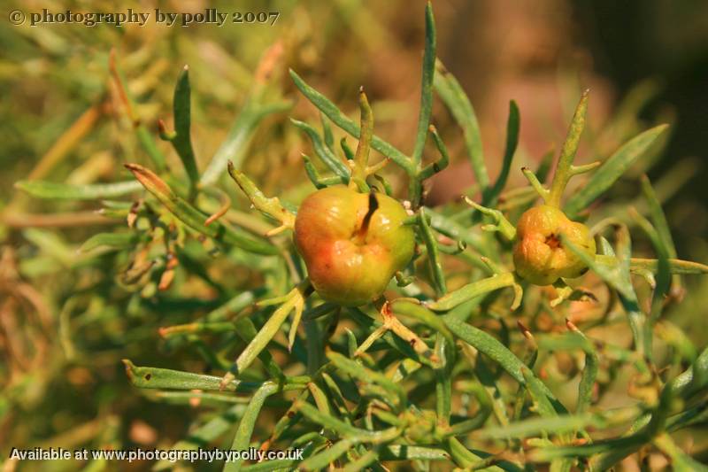 Syrian Rue