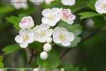 Blossom