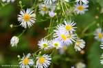 Blue Fleabane