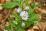 Blue Fleabane Plant