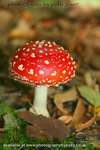 Bold Agaric