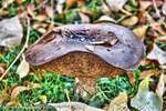 Bolete