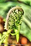 Fiddlehead