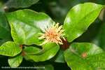 Firework Flower