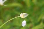 Garlic Flower