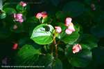 Geranium Girls