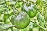 Green Tomatoes