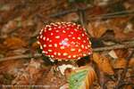 Juicy Agaric