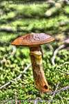 Larch Bolete