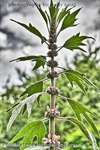 Motherwort