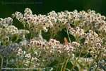 Pearly Everlasting