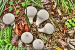 Puffballs 2