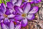 Purple Crocus