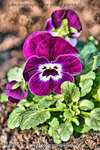 Purple Pansy 2