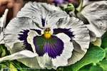 Purple Pansy 3