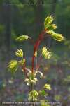 Rhubarb Ruse