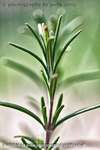 Rosemary