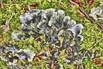 Seaweed Fungi
